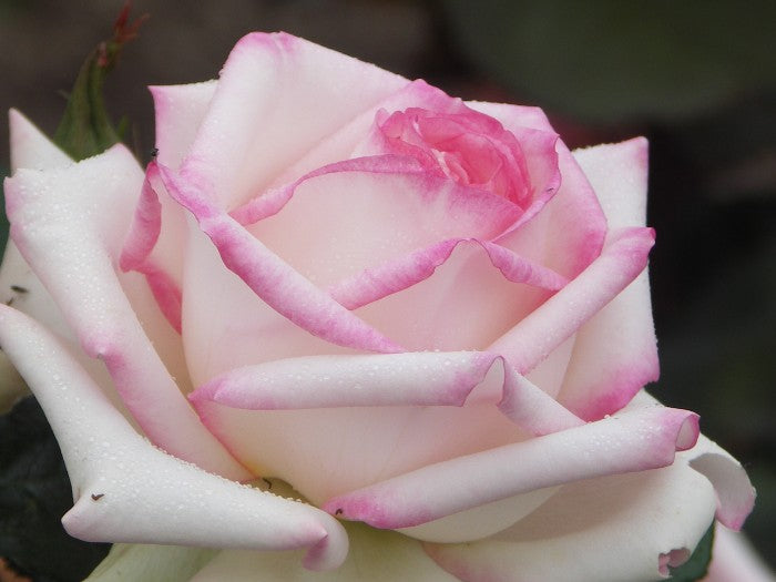 Trandafiri Butasi Teahibrizi - Diamond D - 1 buc