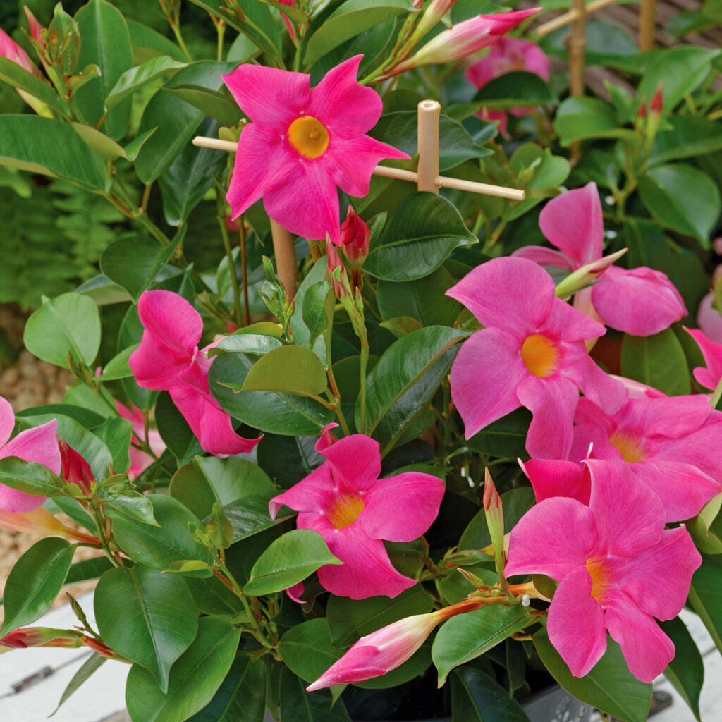 Plante Ornamentale - Dipladenia Roz - Ghiveci - 1 buc