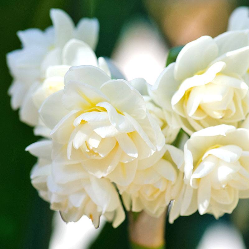 Bulbi Narcise - Erlicheer - 2 buc