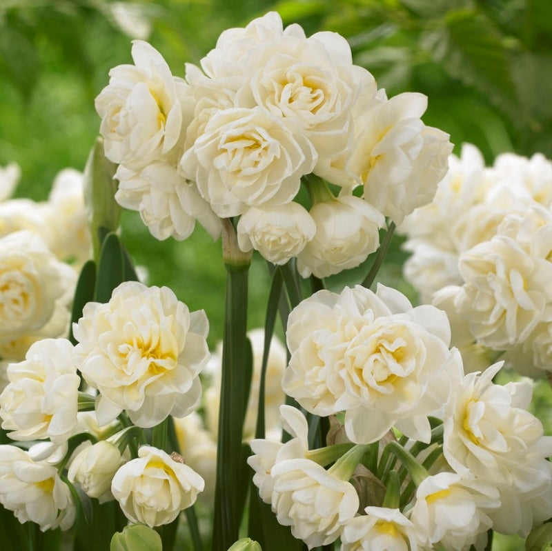 Bulbi Narcise - Erlicheer - 2 buc