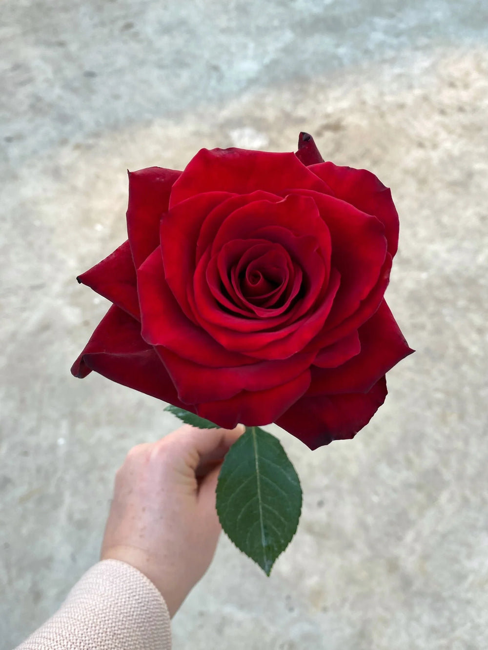 Trandafiri Butasi Teahibrizi - Explorer - 1 buc