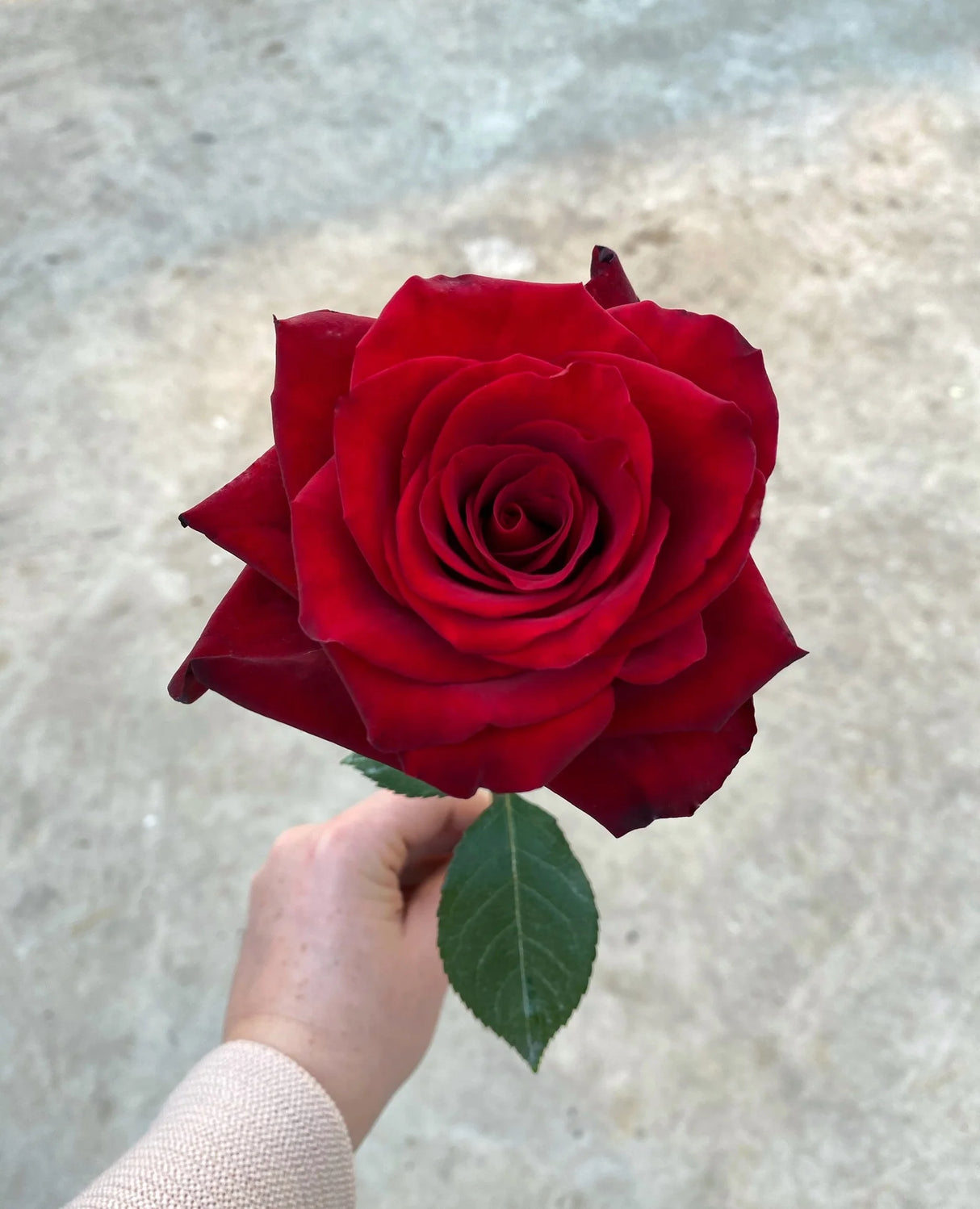 Trandafiri Butasi Teahibrizi - Explorer - 1 buc