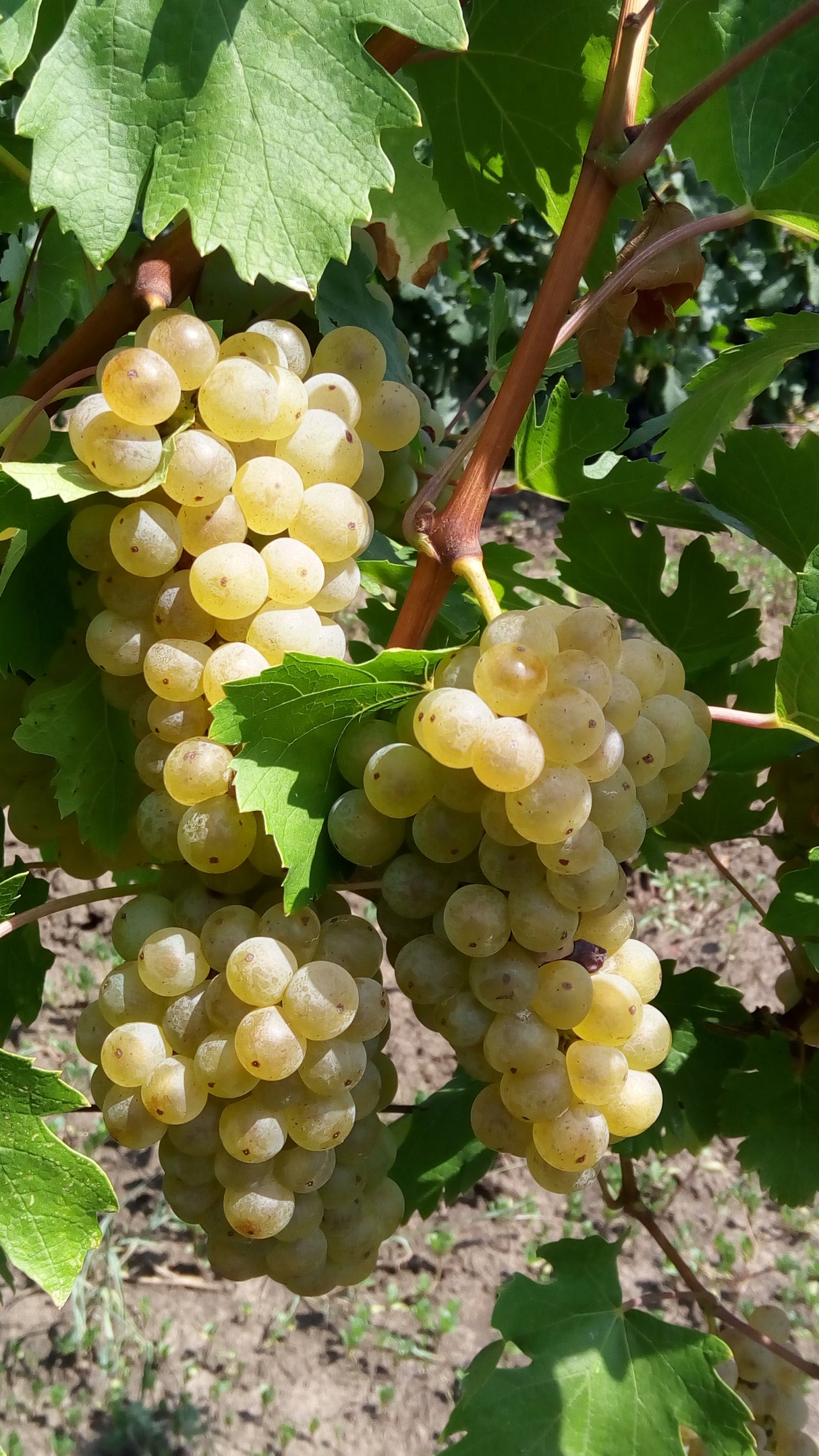 Vita de Vie "Feteasca Alba", la Ghiveci