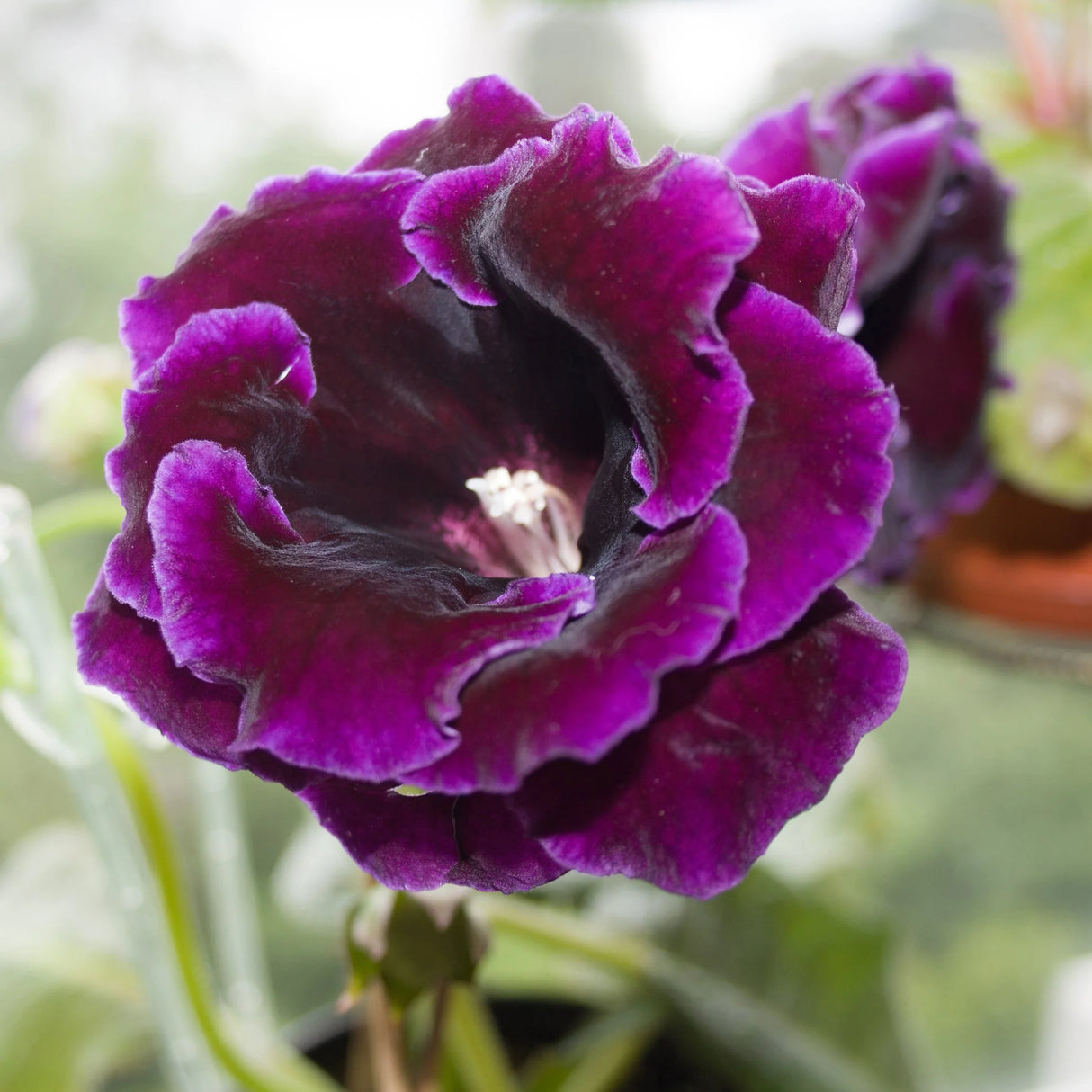 Gloxinia Bulbi - Violacea Deep Velvet Blue - 1 buc