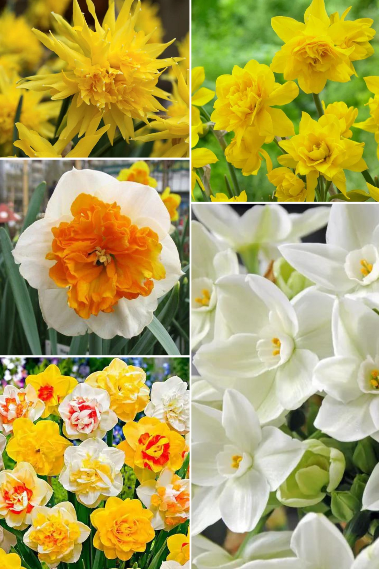 Bulbi Narcise - Pachet Promotional Mix - 80 buc