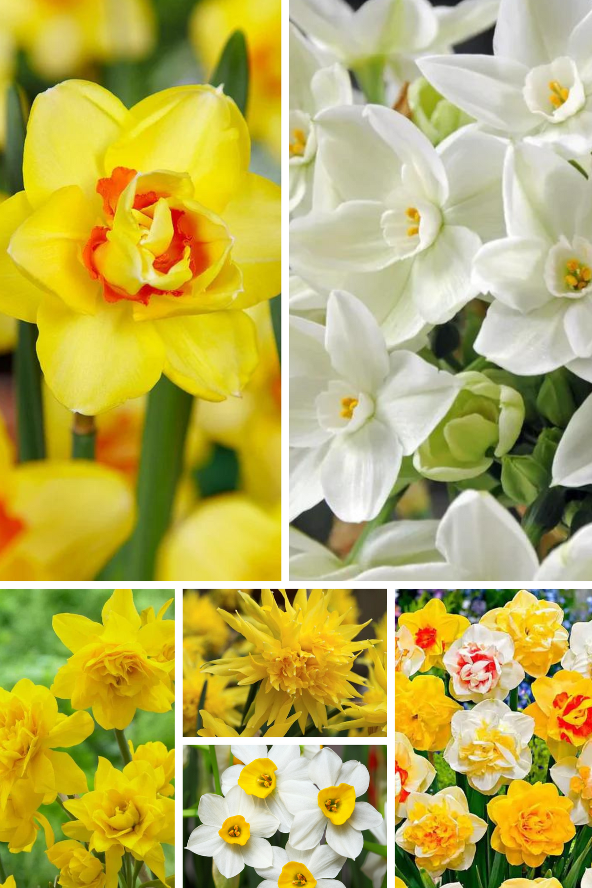 Bulbi Narcise - Pachet Promotional Mix - 35 buc