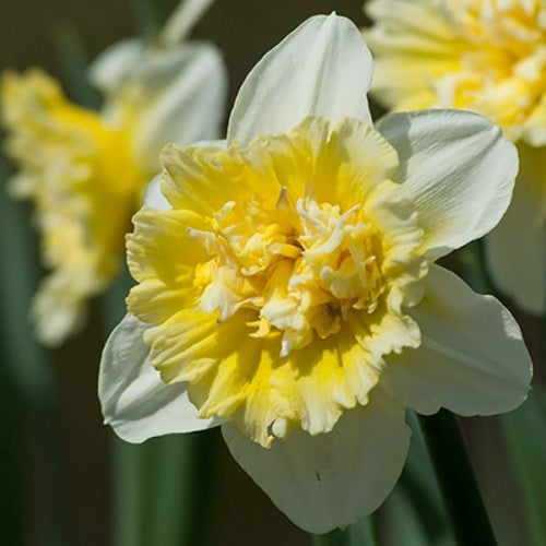 Bulbi Narcise - Ice King - 2 buc