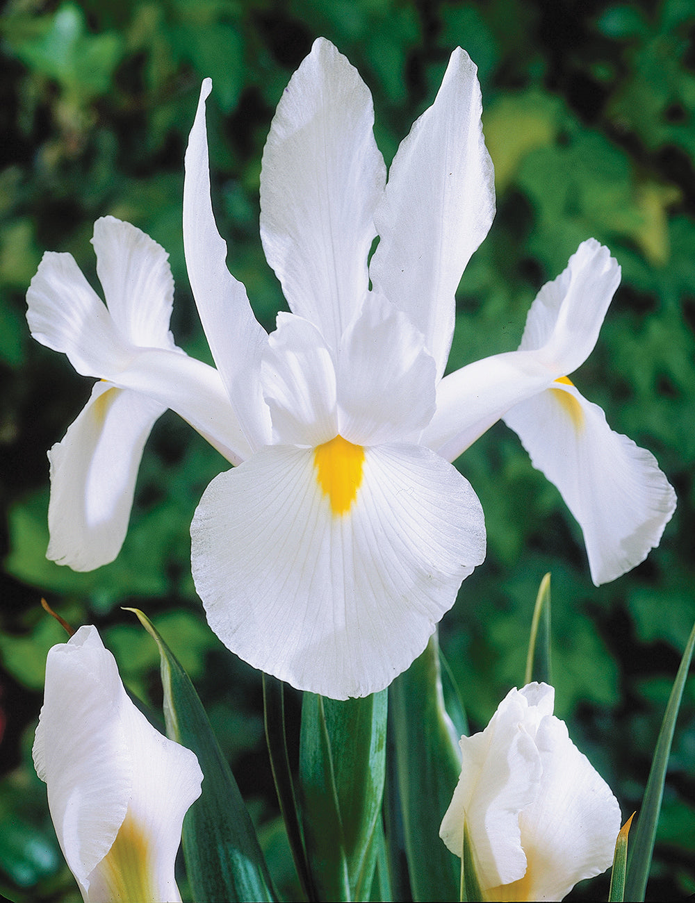 Bulbi Iris - White van Vliet - 3 buc