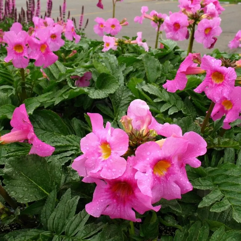 Gloxinia Bulbi de Gradina - Incarvillea Pink - Ghiveci