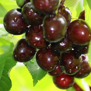 Pomi Fructiferi - Visin - Morella Neagra - Anul 3 - 1 buc