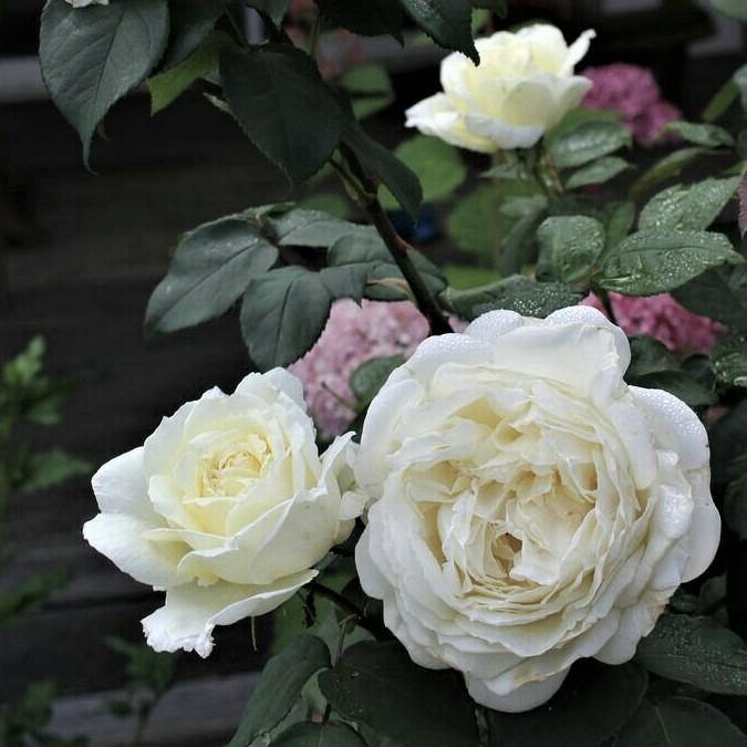 Trandafiri Butasi Teahibrizi - Avalanche - 1 buc