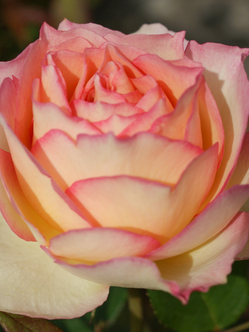 Trandafiri Butasi Teahibrizi - Jalitah - 1 buc