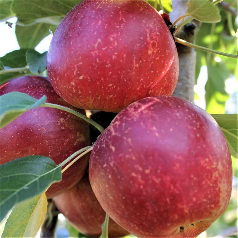 Pomi Fructiferi - Mar - Jonathan - Anul 2 - 1 buc