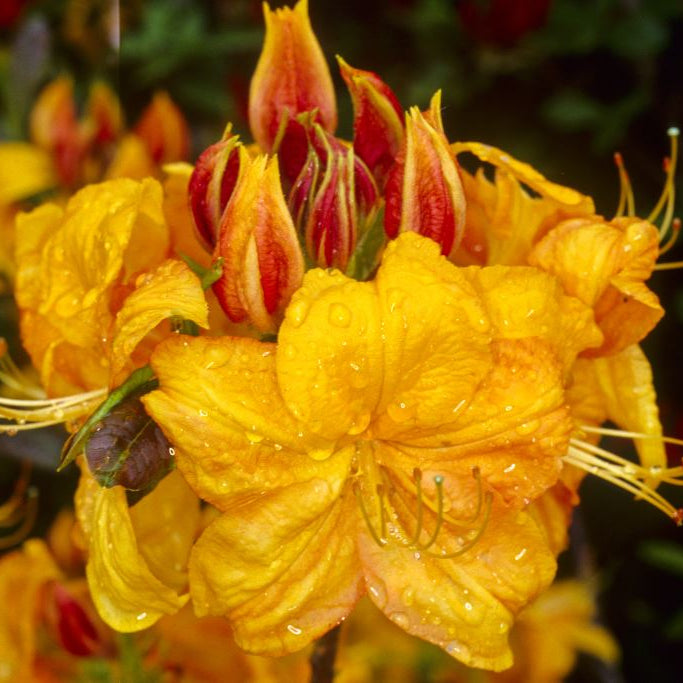 Azalea ''Klondyke'', la ghiveci