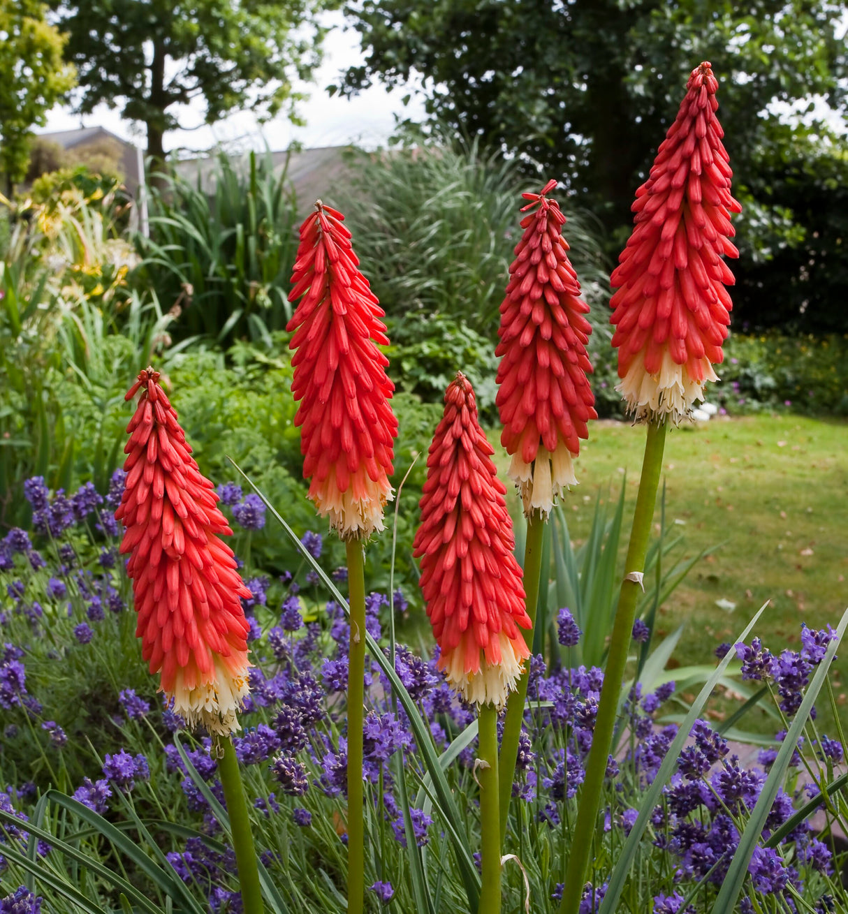 Plante Ornamentale - Bulbi de Kniphofia - Amazing Fun - Crinul Faclie