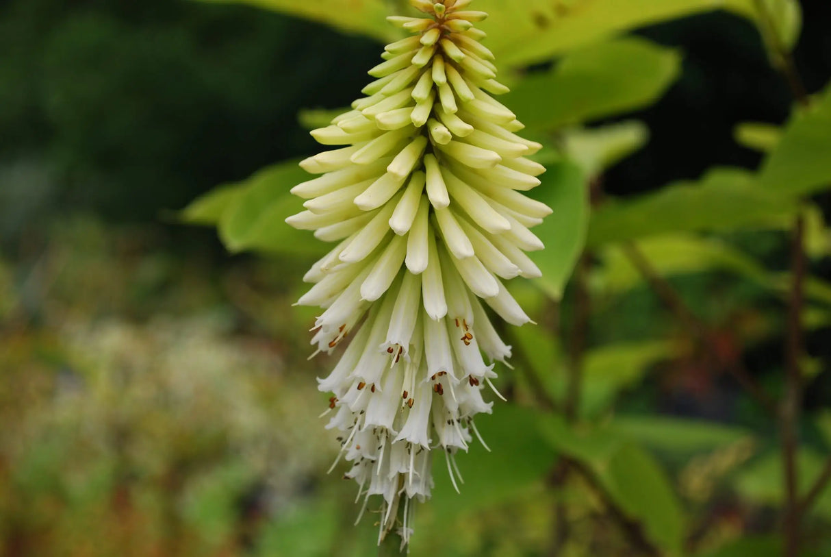 Bulbi de Kniphofia "Ice Queen", Crinul Faclie, 1 Bucata la ghiveci