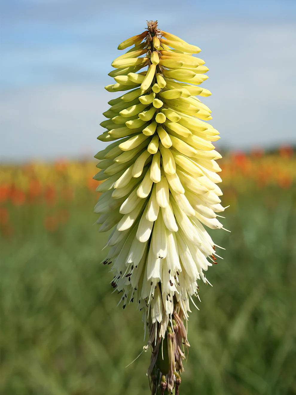 Bulbi de Kniphofia "Ice Queen", Crinul Faclie, 1 Bucata la ghiveci