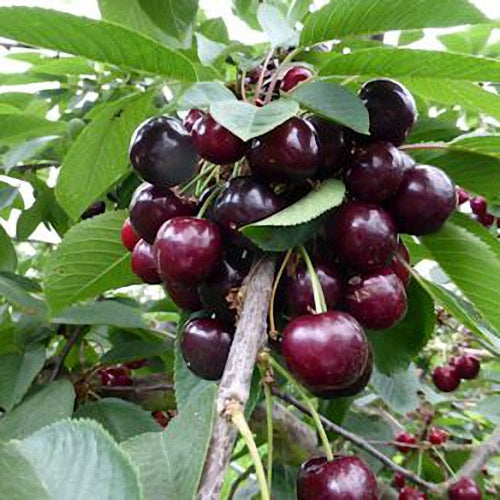 Pomi Fructiferi - Cires - Kordia - Anul 2 - 1 buc