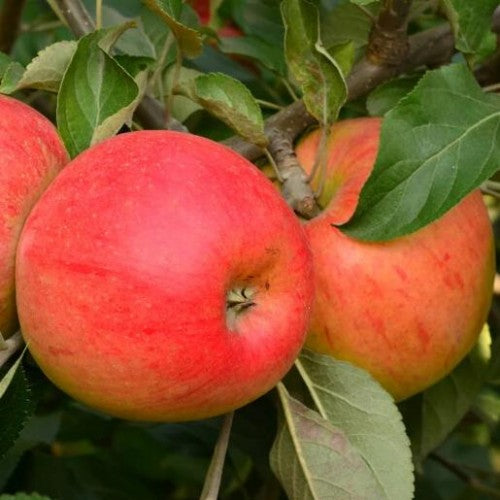 Pomi Fructiferi - Mar - Generos - Anul 2 - 1 buc