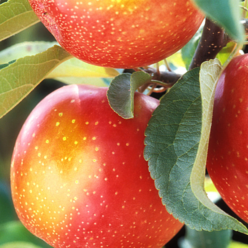 Pomi Fructiferi - Mar - Jonathan - Anul 2 - 1 buc