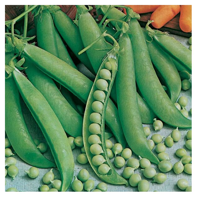 Seminte de Mazare "Kelvedon Wonder", 20 g