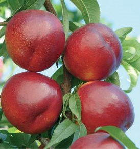 Pomi Fructiferi - Nectarin - Romamer - Anul 2 - 1 buc