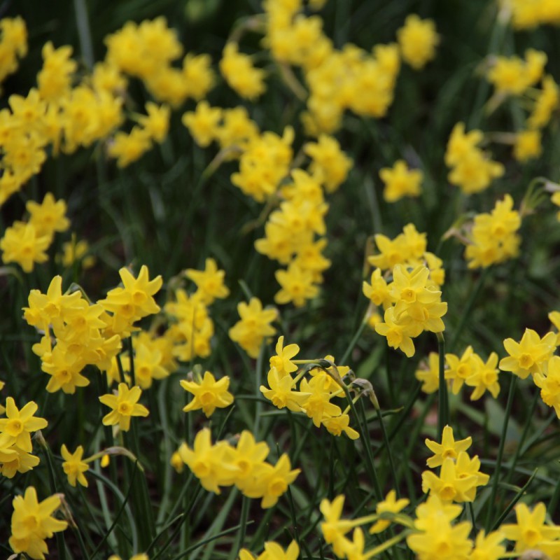 Bulbi Narcise - Sabrosa - 2 buc