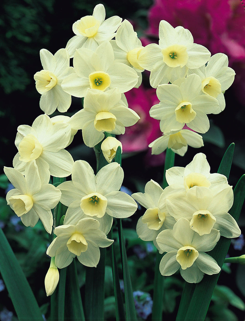 Bulbi Narcise - Silver Chimes - 2 buc