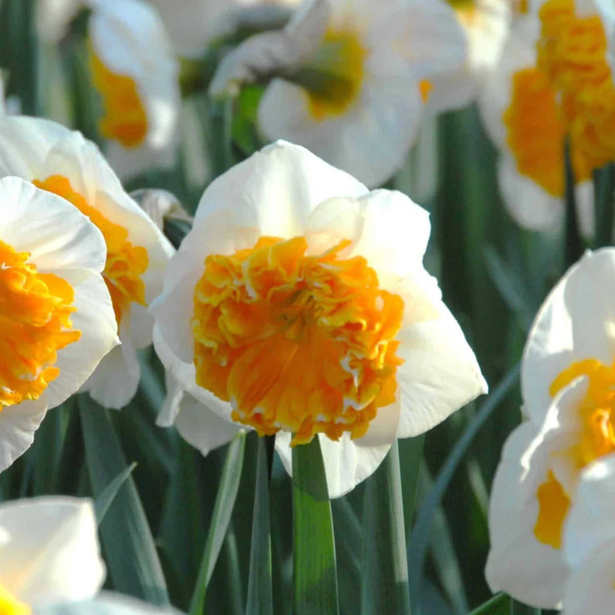 Bulbi Narcise - Amadeus Mozart - 2 buc