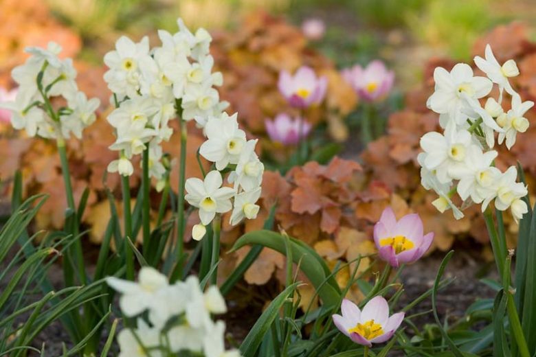 Bulbi Narcise - Silver Chimes - 2 buc