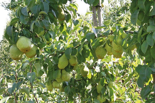 Pomi Fructiferi - Par - Novembra - Anul 2 - 1 buc