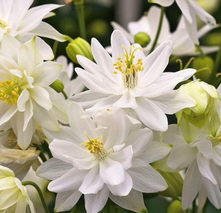 Bulbi de Caldaruse Aquilegia "White Barlow Vulgaris I", 1 Bucata, la ghiveci