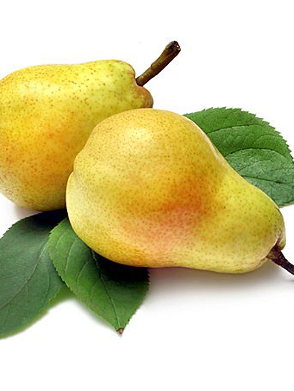 Pomi Fructiferi - Par - Para lui Nita - Anul 2 - 1 buc