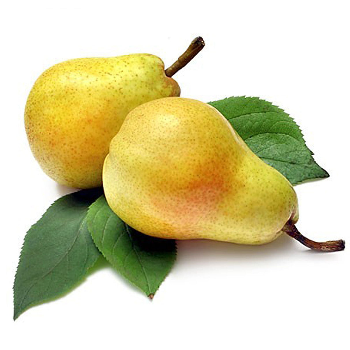 Pomi Fructiferi - Par - Para lui Nita - Anul 2 - 1 buc