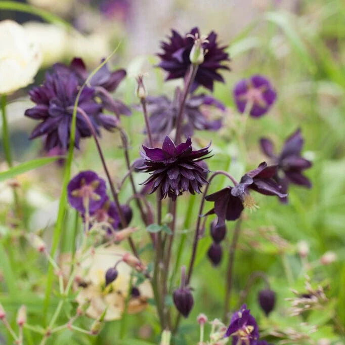 Bulbi de Caldaruse Aquilegia "Vulgaris Black Barlow", 1 Bucata, la ghiveci