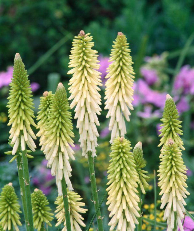 Bulbi de Kniphofia "Little Maid", Crinul Faclie, 1 Bucata la ghiveci