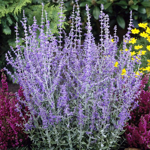 Perovskia "Little Spire" (Salvie Ruseasca)