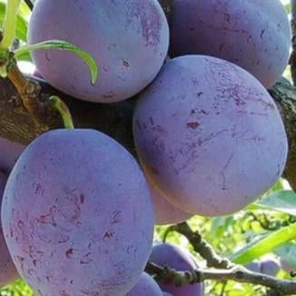 Pomi Fructiferi - Prun Silvia - Anul 2 - 1 buc