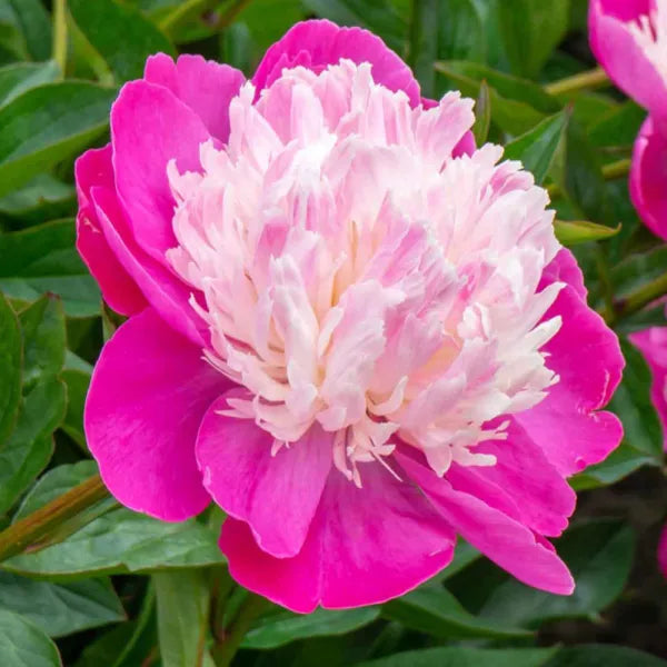 Bulbi Bujori - Santa Fe - 1 Radacina