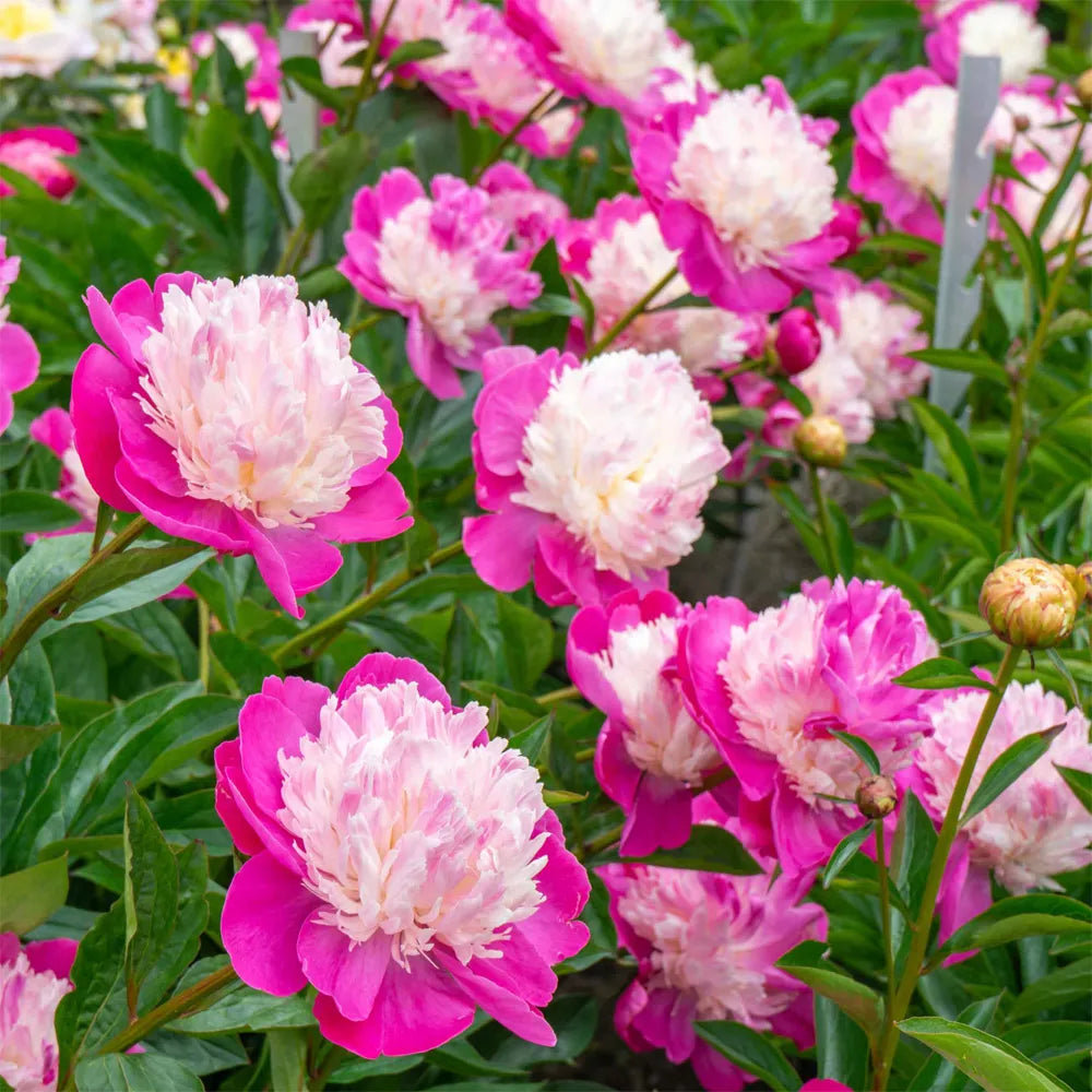 Bulbi Bujori - Santa Fe - 1 Radacina