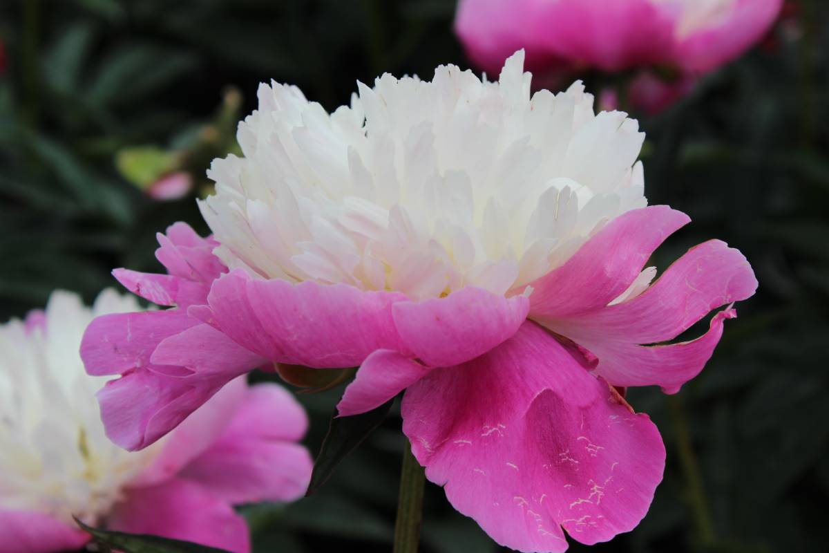 Bulbi Bujori - Santa Fe - 1 Radacina