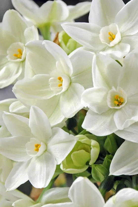 Bulbi Narcise - Pachet Promotional Mixt - 10 buc