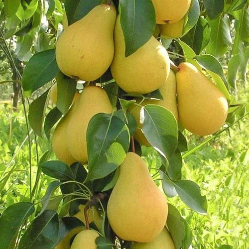 Pomi Fructiferi - Par de Toamna Columnar - Ghiveci - 1 buc