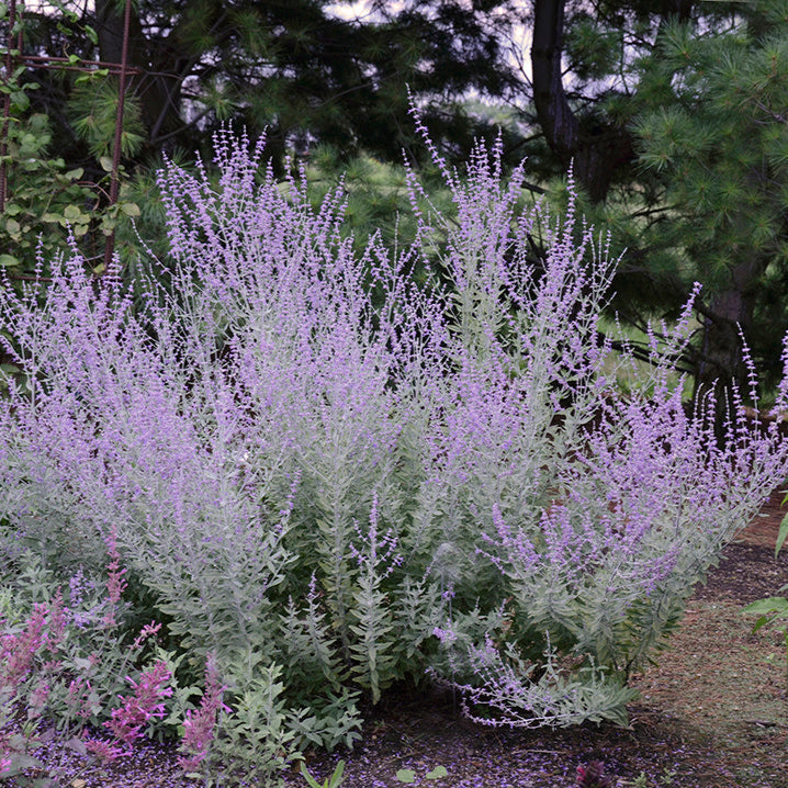 Perovskia "Little Spire" (Salvie Ruseasca)