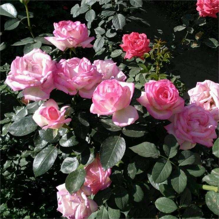 Trandafiri Butasi Teahibrizi - Printesa de Monaco - 1 buc