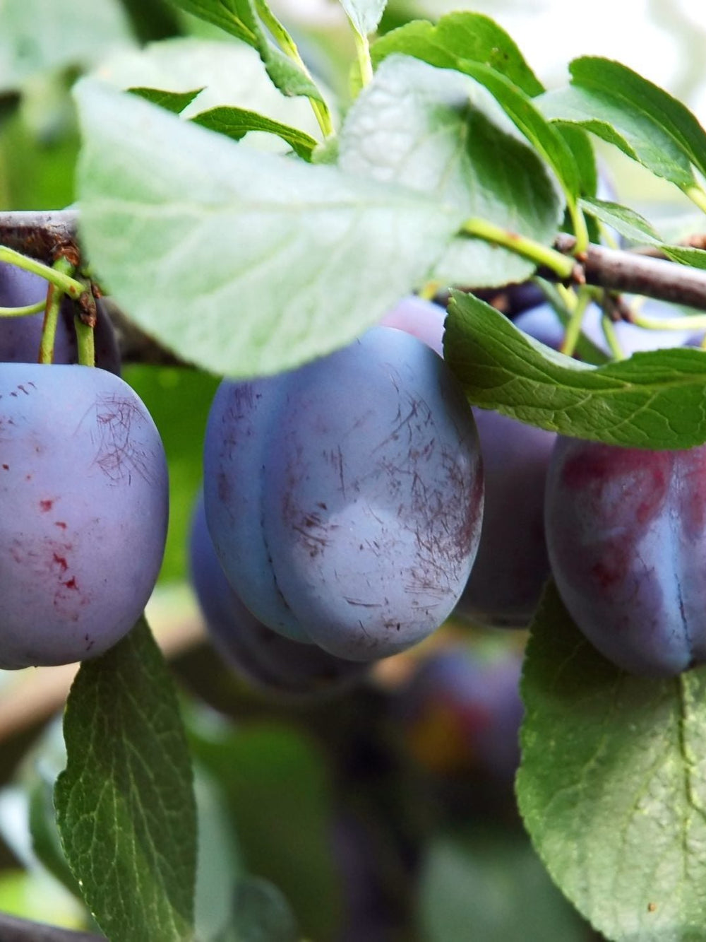 Pomi Fructiferi - Prun - Record - Anul 2 - 1 buc