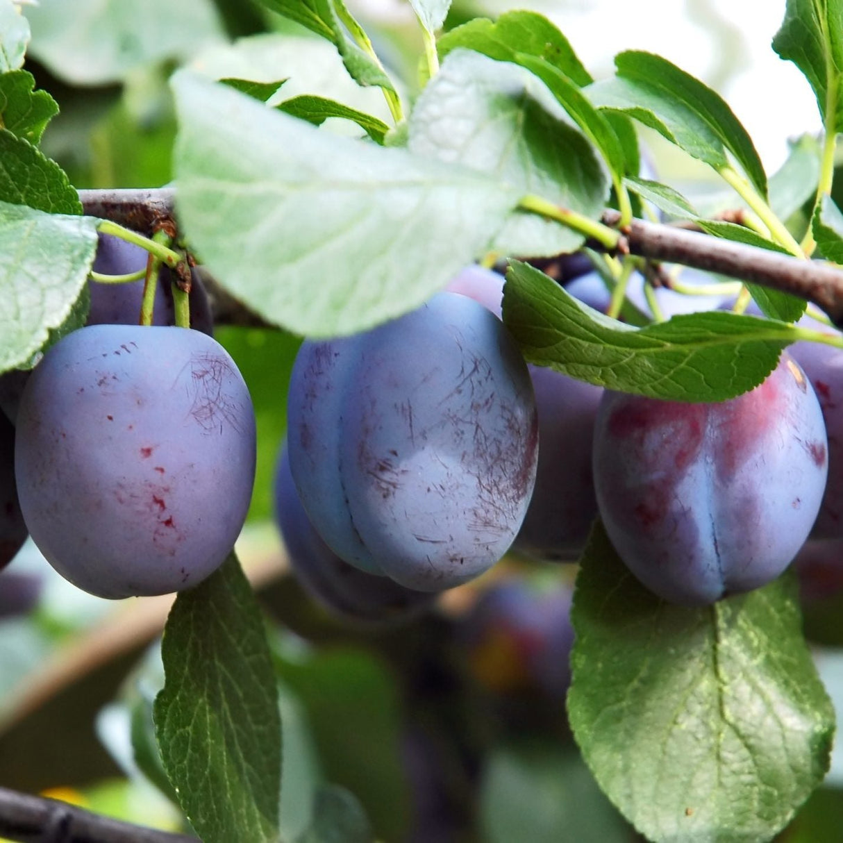 Pomi Fructiferi - Prun - Record - Anul 2 - 1 buc
