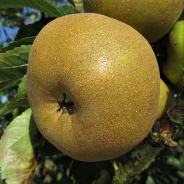 Pomi Fructiferi - Mar - Renet de Canada - Anul 3 - 1 buc