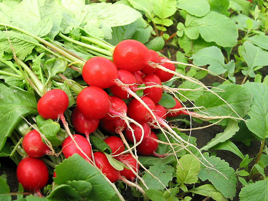 Seminte de Ridichi "Sora", 10g