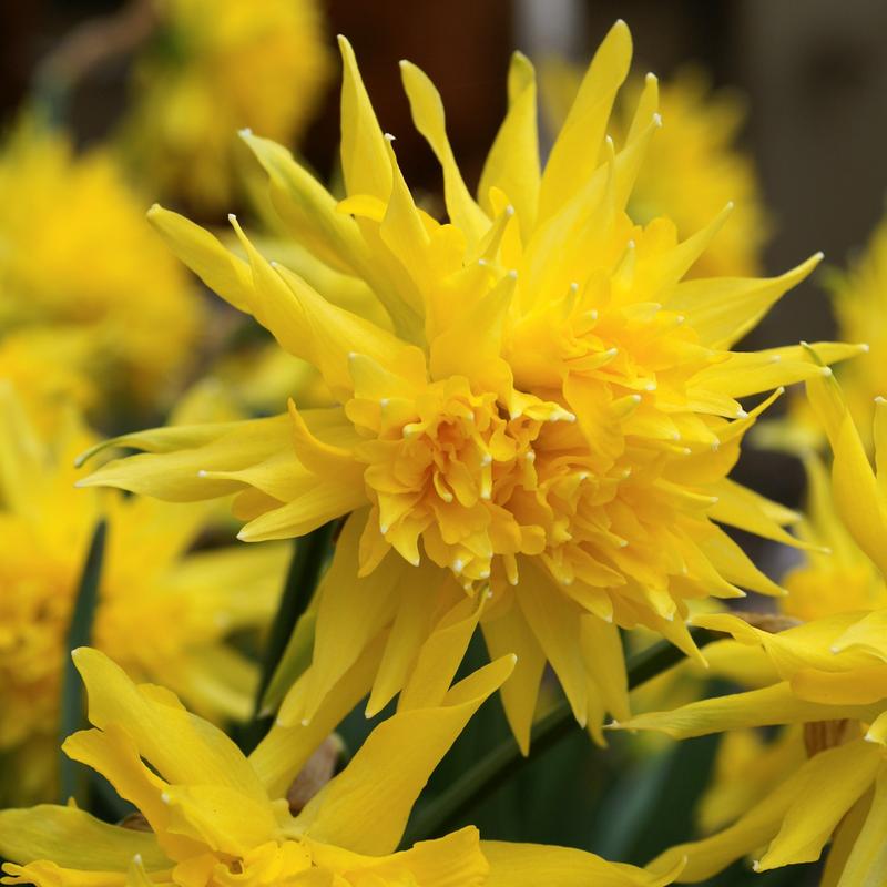 Bulbi Narcise - Rip van Winkle - 2 buc